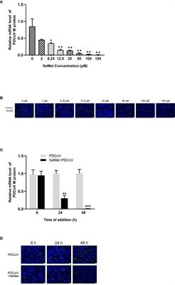 Mechanism of selenomethionine inhibiting of PDCoV replication in LLC-PK1 cells based on STAT3/miR-125b-5p-1/HK2 signaling